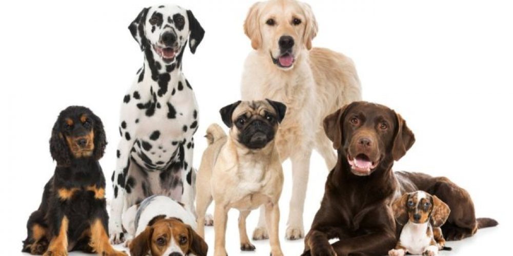 Sterilizzazione gratuita per i cani dei cittadini che versano in condizioni economiche disagiate